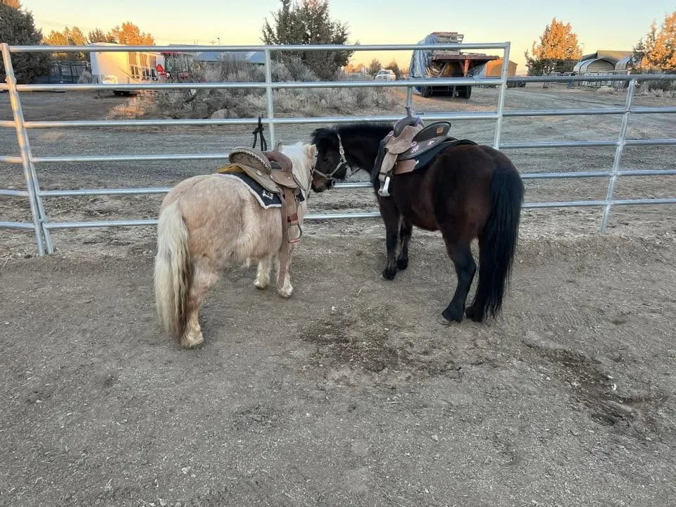 Two miniature horses saddled at the rail