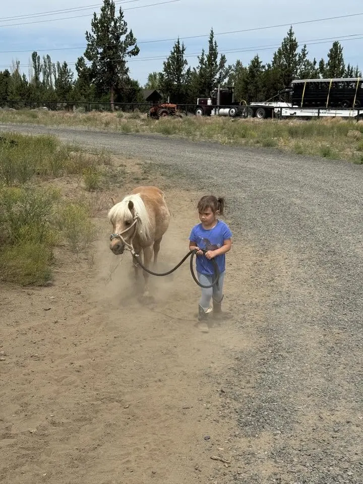 A little girl leading a pony down the lane