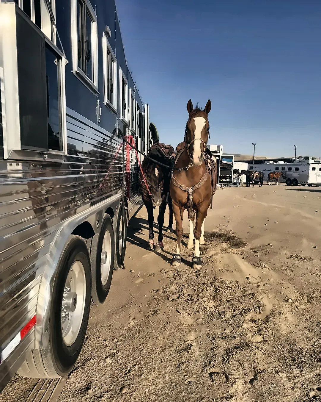 A horse tied at the trailer at a barrel race