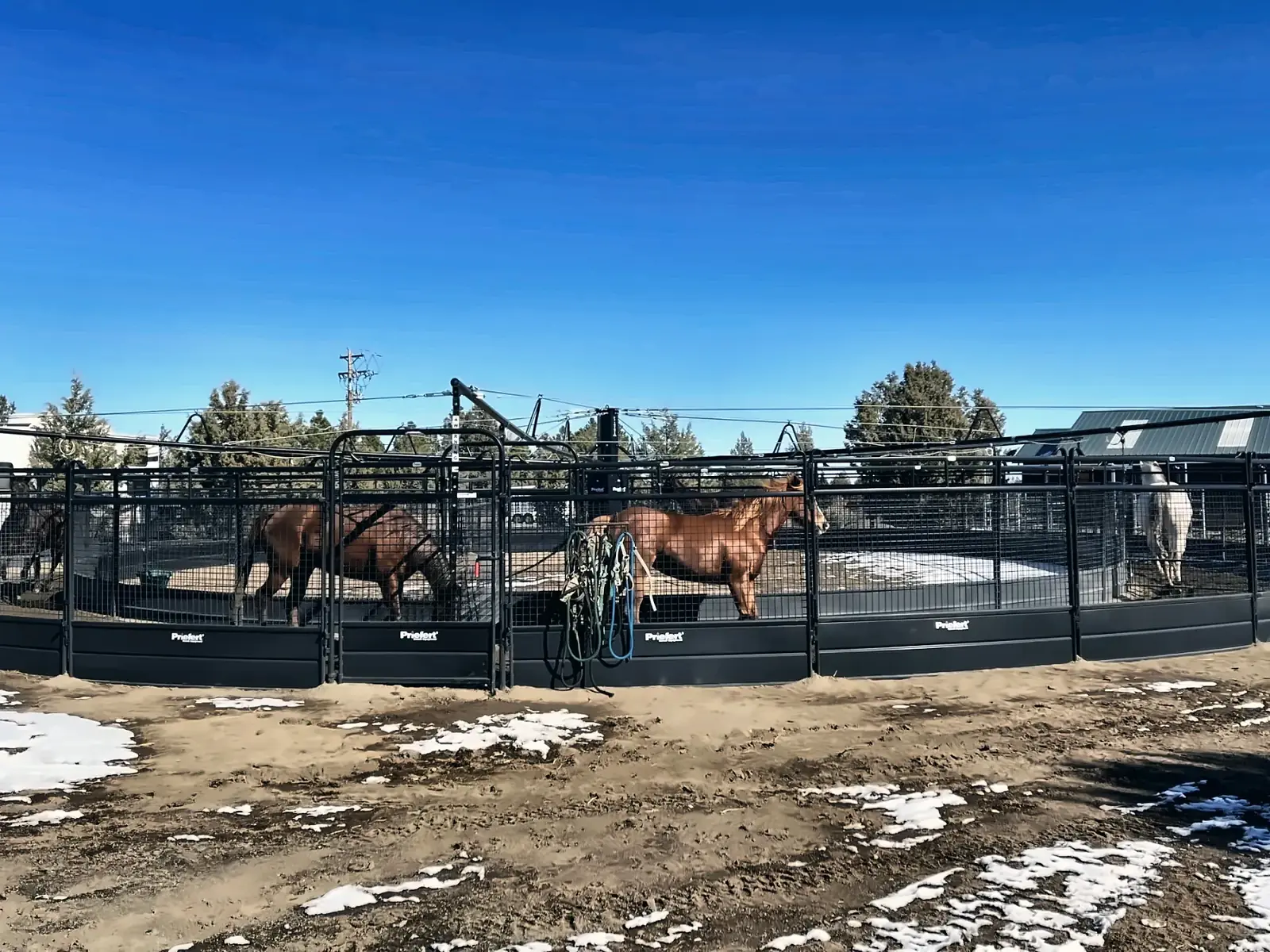 Horses moving in the Priefert walker on a clear day