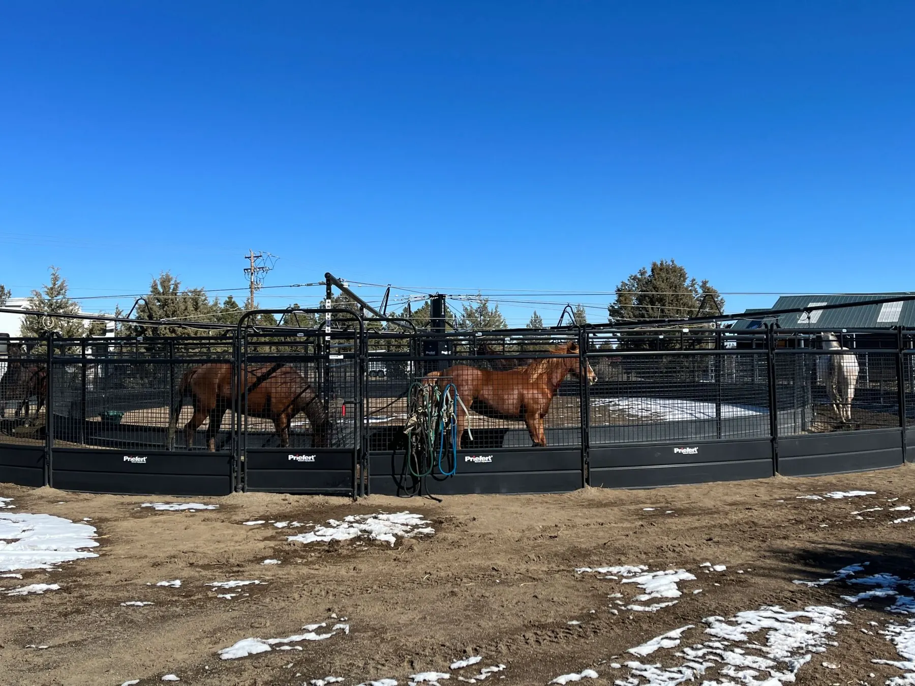 The 72-foot Priefert walker with horses exercising